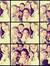 Ichan D...