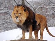 Rana Muhammad