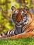 Anand S...