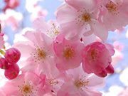 فاطمة الزهراء