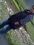 Vaishal...