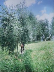 Yan Lokyan