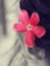 Mariam Mh