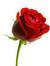 Tharwat...