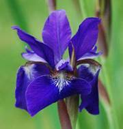 Eileen Frey divietro