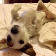 Amanda Mitchell-spoja