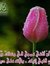 نينه زهره
