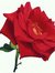 Ark Rose