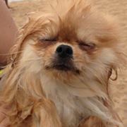 Canefyre Chowz n pomz