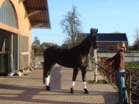 Ingrid Coeckelberghs