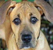 Kerri Dworkin haycook