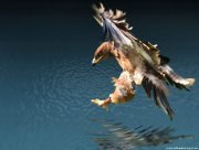 طارق المليجي