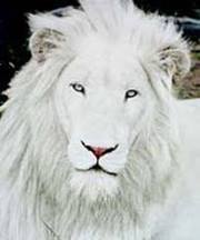 حبيب المجبري