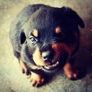 βιολιστής πιανίστας