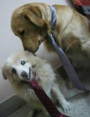 Drashwini Ramakrishna