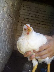 Дракул Миле