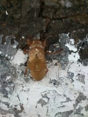 Nghĩa Trương hiếu