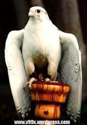 سالم القحطاني