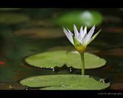 Sushmitha Shivaprakash