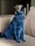 bluish silverish