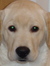 Bridget