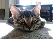 محمد عبدالرحيم العلخى