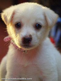 Saravanan Atthiappan