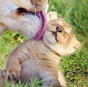 Булгантамир Нэргүйн