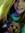 Lanie R...