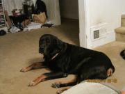 Aisha Sullivan ringgold