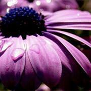 زهرة الأرجوان