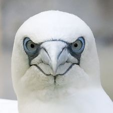 Ian