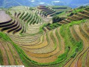 صدام العليمي