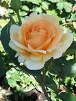 Rashmi