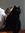 Landi