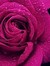 Ghada H...