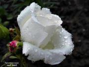 الرجاء الخوف