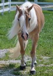 Lana Nance perkowski