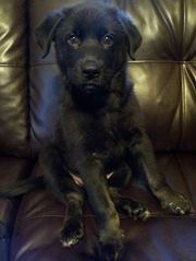 Cristina Biddle-fuller