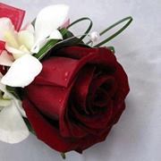 شيماء النونو