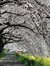 Siti Tree