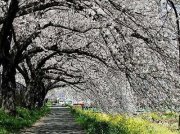 Siti Tree
