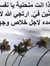Mafdi Habeb