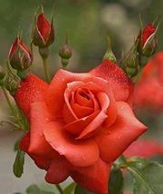 Saoussen Farhat