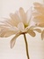 Sheri