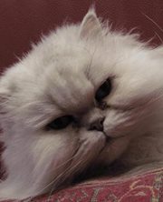 Chrissy Van der haven