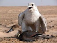 فوزى بن ناجى