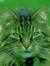Greencat