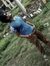 A Anush