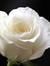 Rosebel...